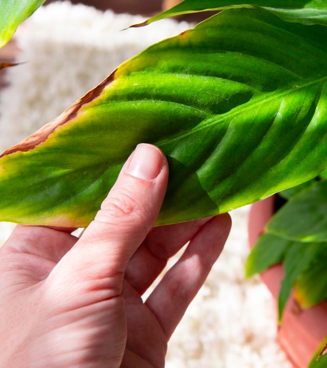 Problème no 2 – Votre plante manque d’eau