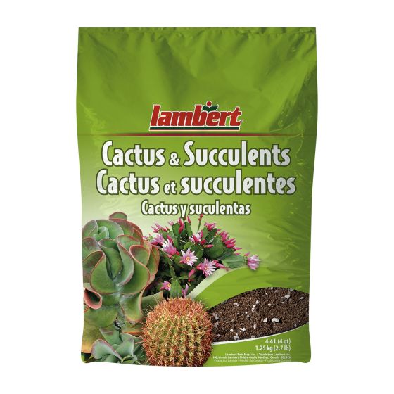 Cactus and succulents mix