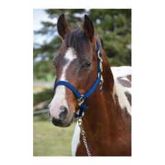Classib Western Raw Leather Halter With Carabiner Hook - Blue - 1,100 to 1,500 lb