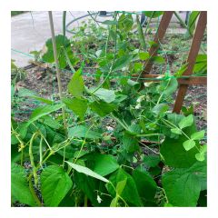 Net For Climbing Plants - 6' x 13'