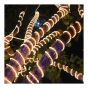 Rope of 180 LED Lights - 30' - Warm White