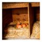Fine Straw Bedding for Animals, 3 cu. ft.