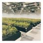 Panneau en PVC Trusscore Wall&CeilingBoard, blanc, 1/2" x 16" x 14'