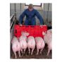 Pig Herding Board - Red - 76 cm x 94 cm