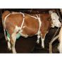Filet de protection pour trayons