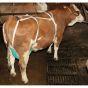Filet de protection pour trayons