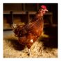 Fine Straw Bedding for Animals, 3 cu. ft.