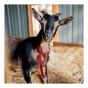 Fine Straw Bedding for Animals, 3 cu. ft.
