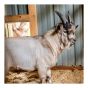 Fine Straw Bedding for Animals, 3 cu. ft.