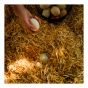 Coarse Straw Bedding for Animals, 3 cu. ft.
