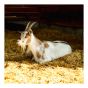 Coarse Straw Bedding for Animals, 3 cu. ft.