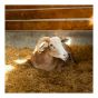 Coarse Straw Bedding for Animals, 3 cu. ft.
