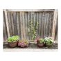 Treillis pour plantes grimpantes, modèle éventail, 72" x 23", noir