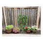 Treillis pour plantes grimpantes, modèle vénitien, 60" x 24"