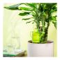 Decorative Water Reserve - Nelly Style - Plastic - 16 cm - Green