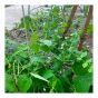 Net For Climbing Plants - 6' x 13'