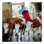 Brosse à vaches HappyCow MaxiSwing, pendulaire, 220 V