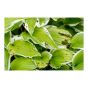 B GON ECO Slug and Snail Bait - 500 g
