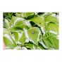 B GON ECO Slug and Snail Bait - 500 g