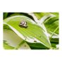 B GON ECO Slug and Snail Bait - 500 g