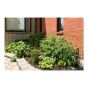 Tomatoe Support - 42" x 14" - Red
