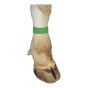 Bovine hook and loop bracelet - Green - 10/Pkg