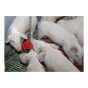 Piglet Teething Ring - No chain - 7"