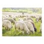 Filet pour moutons Topline Plus, électrifiable, vert, 42 1/2" x 164'