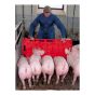 Pig Herding Board