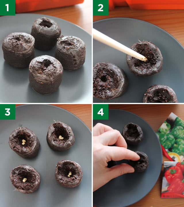 Steps for starting seedlings using peat pellets.