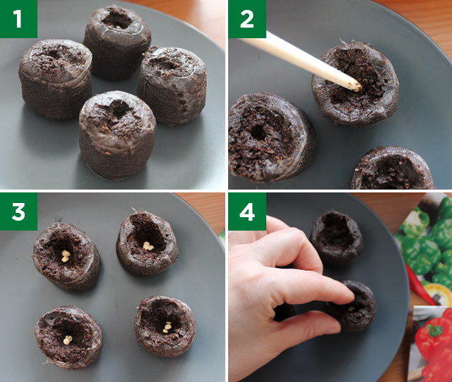 Étapes pour faire des semis à partir de pastilles de tourbe.