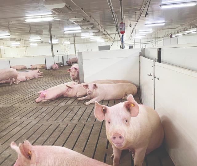 Panneaux muraux Trusscore dans une porcherie moderne avec des porcs en enclos.