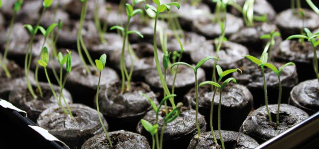 How to plant seedlings to forget your winter blues?