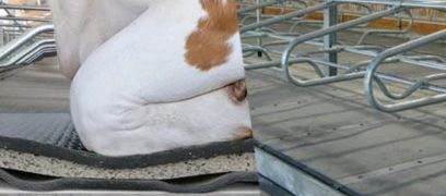 Kraiburg comfort carpets and matresses - Agrizone