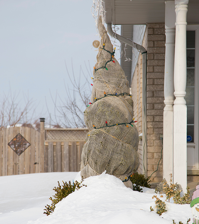 A winter-wrapped tree next to a house, covered in burlap and decorated with string lights.