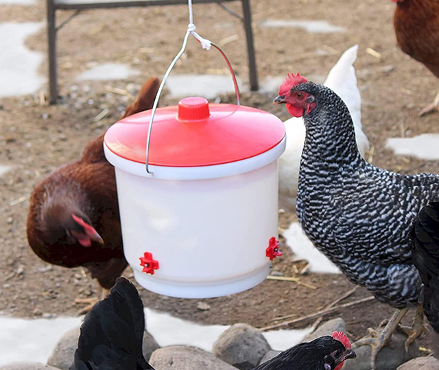Abreuvoir suspendu pour poules entouré de volailles dans un enclos extérieur en hiver.