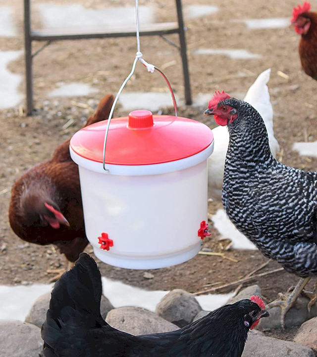 Abreuvoir suspendu pour poules entouré de volailles dans un enclos extérieur en hiver.