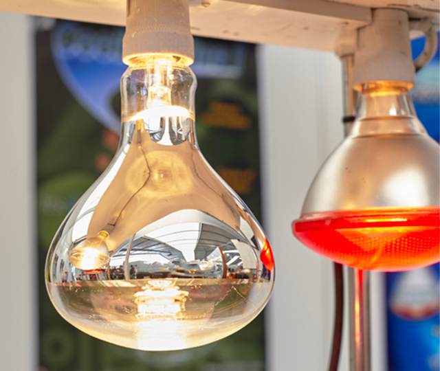 Lampe chauffante infrarouge et ampoule chauffante pour maintenir la température dans un poulailler en hiver.