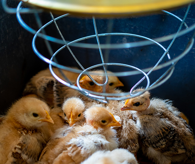 Jeunes poussins rassemblés sous une lampe chauffante dans une éleveuse pour maintenir une température adéquate.