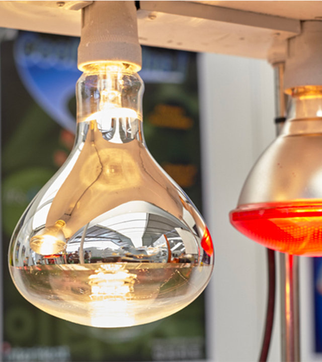 Lampe chauffante infrarouge et ampoule chauffante pour maintenir la température dans un poulailler en hiver.