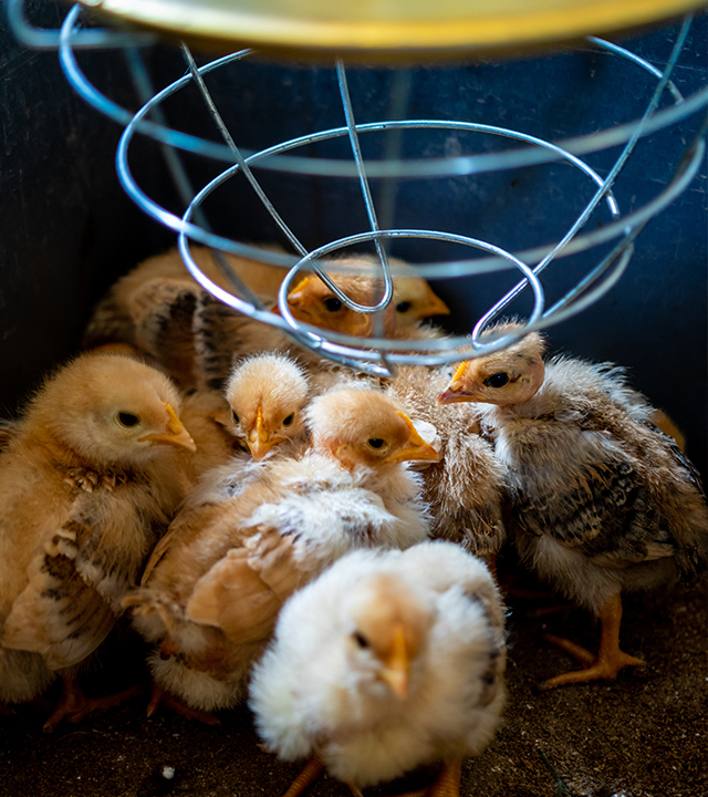 Jeunes poussins rassemblés sous une lampe chauffante dans une éleveuse pour maintenir une température adéquate.