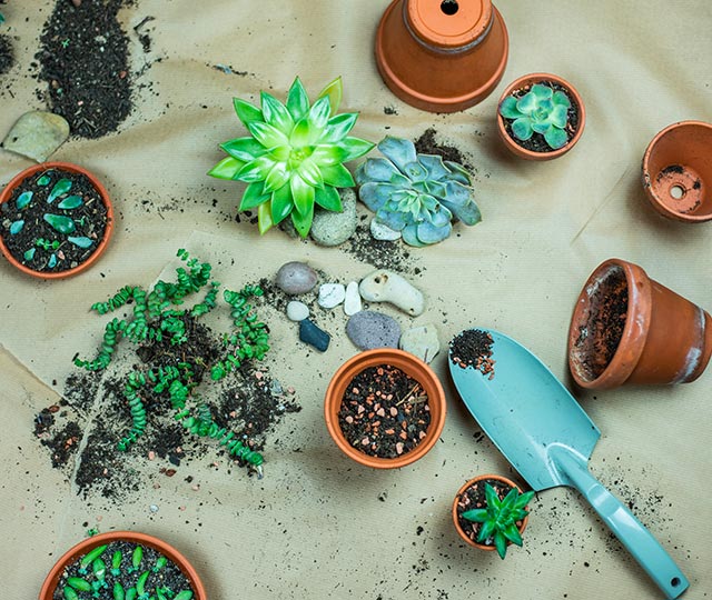 Cactus and succulent potting soil