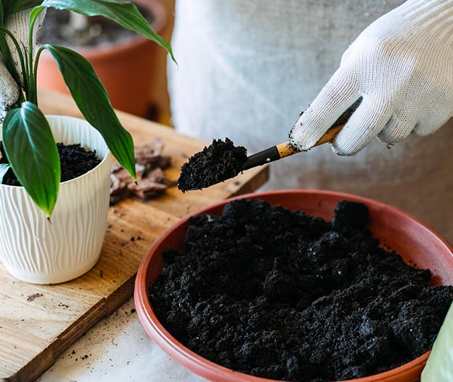 All-purpose potting soil