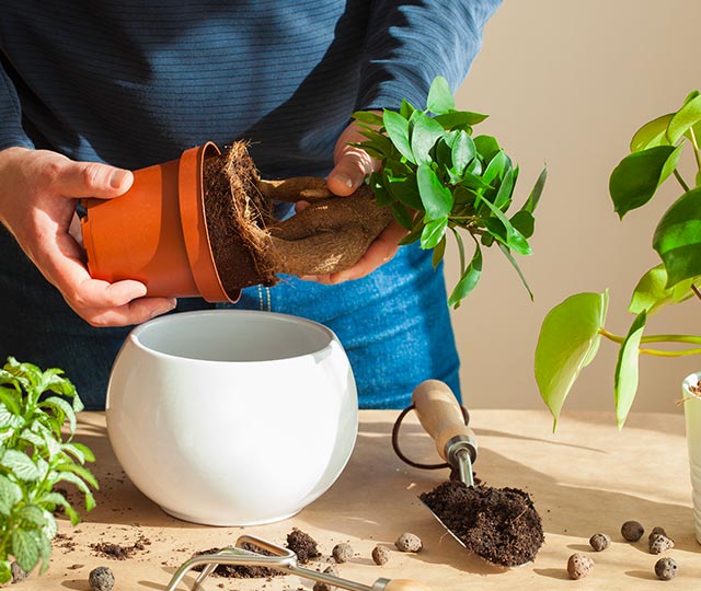 Terreau Plantes D'intérieur Westland - Sans Tourbe - Avec Seramis Et Perlite - Pour Croissance Saine