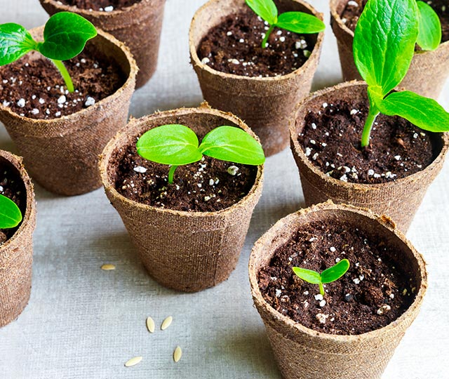 Seed-starting potting soil