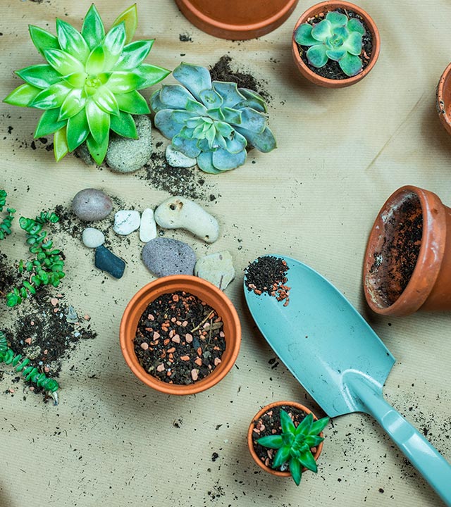 Cactus and succulent potting soil