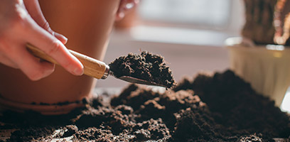 Houseplants : Choosing the right potting soil