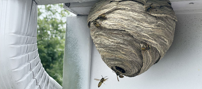 How to manage wasps around your home