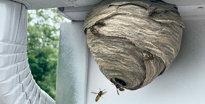 How to manage wasps around your home