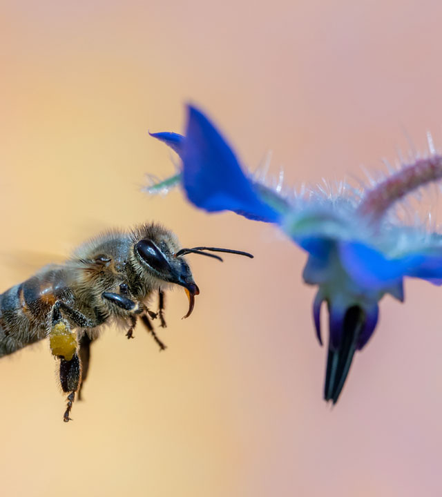 Différencier les guêpes et les abeilles